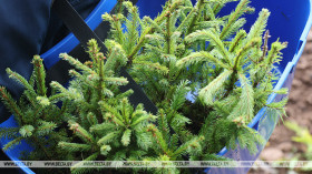 "Дай лесу новае жыццё!": за выхадныя беларусы высадзілі больш за 1,8 млн дрэў